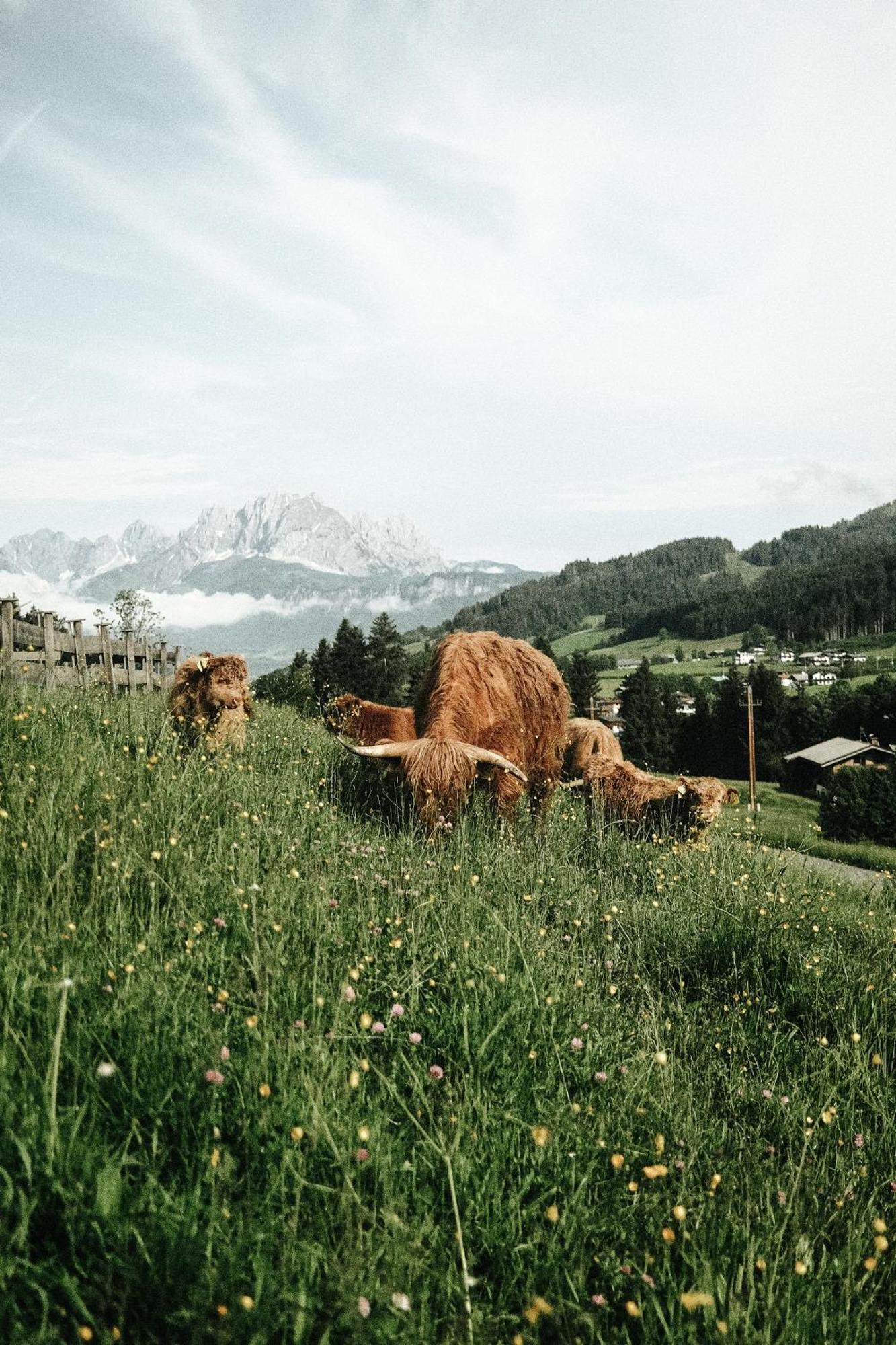 Hotel Chalets Grosslehen Fieberbrunn Exteriér fotografie